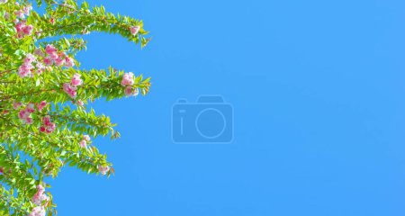 Photo for Green leaves and pink colored cherry blossoms in blue sky. Spring flowers background photo. - Royalty Free Image
