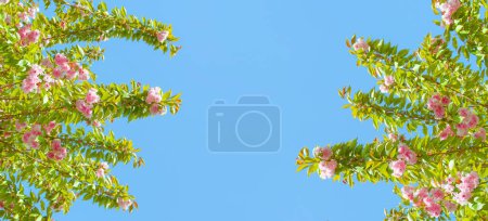 Spring flowers background photo. Green leaves and pink colored cherry blossoms.