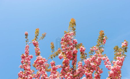 Rosa blühender Baum und wolkenloser blauer Himmel