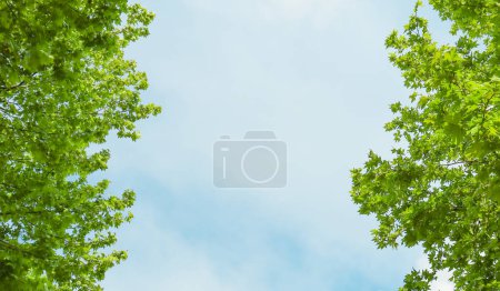 Green tree leaves and sky photo. Bottom-up view of white clouds,blue sky and tree top