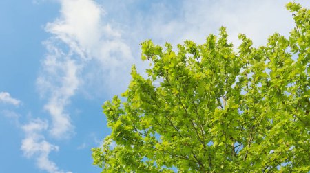 Green tree leaves and sky. Bottom-up view of blue sky, clouds and tree top.