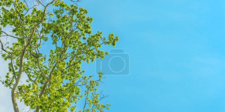 Tree branches with blue sky and fresh green leaves.