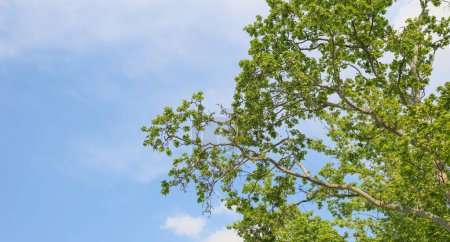 Concept neutre en carbone photo de fond. Vue à angle bas des branches vertes luxuriantes et du ciel.