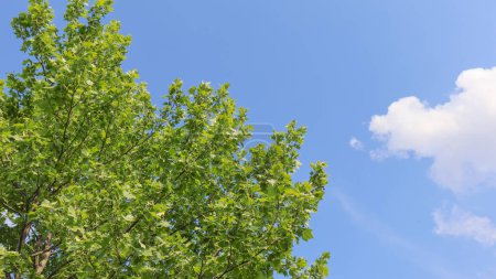 Vue sur les branches verdoyantes et le ciel bleu. Image de fond concept neutre en carbone. Nature et écologie concept image