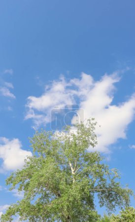Foto de Árbol de hojas verdes y cielo azul. Árbol vertical foto para tus diseños y post de redes sociales. - Imagen libre de derechos