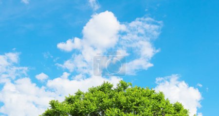 Fresh air, blue sky, white clouds and lush green tree leaves. Carbon neutral concept background photo.