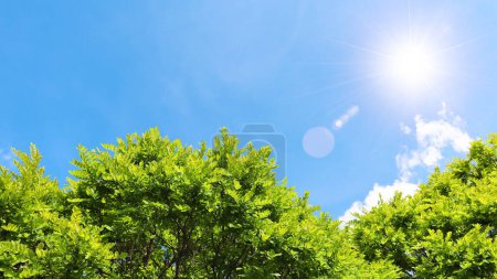 Foto de Cielo azul soleado, nubes blancas y frondosas hojas de árboles verdes. - Imagen libre de derechos