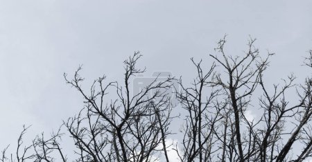 Ciel gris et branches d'arbres sèches sans feuilles. Automne image de fond.