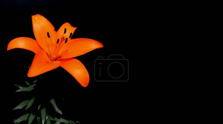 Close-up orange lily flower isolated on black background.