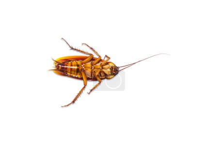 Dead cockroach isolated on white background, Top view, clipping path