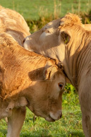 Téléchargez les photos : Gros plan de deux vaches se frottant les unes contre les autres exprimant des sentiments l'une pour l'autre. - en image libre de droit