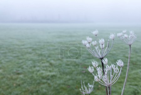Téléchargez les photos : Frosty brouillard matin d'hiver dans le parc. Gel de givre sur les plantes et l'herbe verte - en image libre de droit