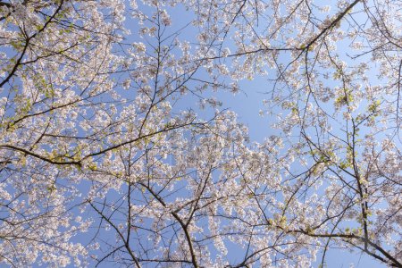 Téléchargez les photos : Fleurs de cerisier contre le ciel bleu - en image libre de droit