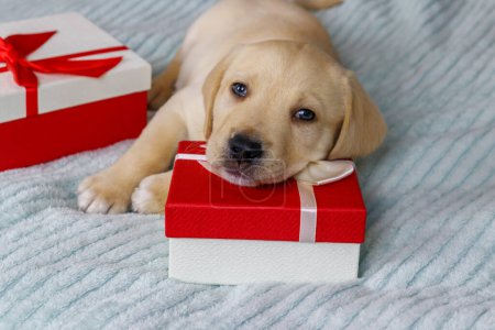Photo for Small cute labrador retriever puppy dog with gift boxes on a bed - Royalty Free Image