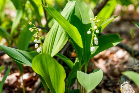 Lirio del valle (Convallaria majalis) flores blancas en el bosque en primavera