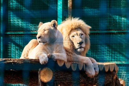 Photo for Pair of white lions in zoo - Royalty Free Image