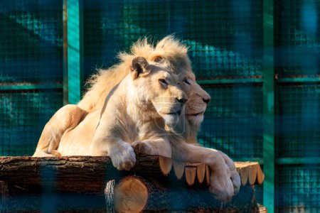 Photo for Pair of white lions in zoo - Royalty Free Image