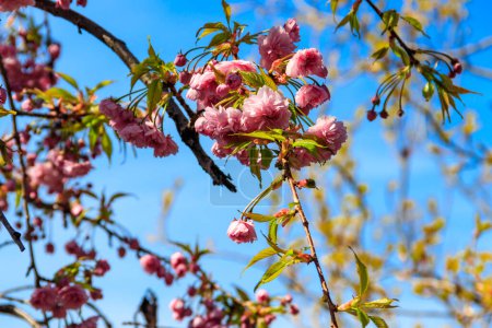 Téléchargez les photos : La branche de Prunus triloba (Louiseania ulmifolia) fleurit. Brindille de printemps de trilobate d'amande avec de belles fleurs roses gros plan - en image libre de droit