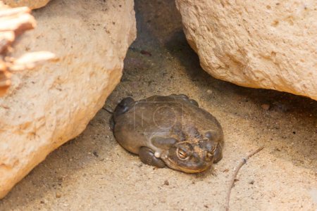 Téléchargez les photos : Crapaud du Colorado (Incilius alvarius), également connu sous le nom de crapaud du désert Sonoran - en image libre de droit