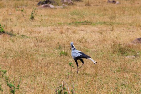 Foto de Secretarybird or secretary bird (Sagittarius serpentarius) walking in Serengeti national park, Tanzania - Imagen libre de derechos