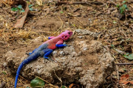 Photo for Male mwanza flat-headed rock agama (Agama mwanzae) or the Spider-Man agama on a stone in Serengeti  National Park, Tanzania - Royalty Free Image
