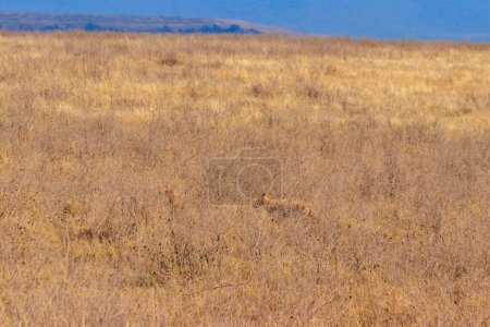 Téléchargez les photos : Deux chacals marchant dans la savane sèche dans le parc national du cratère Ngorongoro, Tanzanie - en image libre de droit