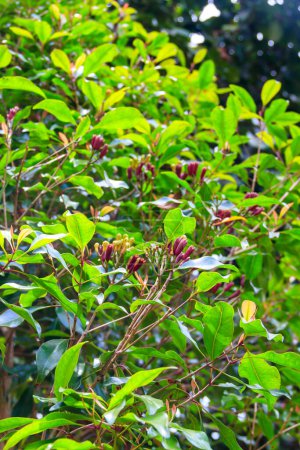 Téléchargez les photos : Arbre à girofle (Syzygium aromaticum) avec bourgeons floraux aromatiques poussant dans une ferme d'épices à Zanzibar, Tanzanie - en image libre de droit