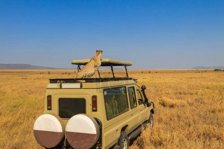 Cheetah (Acinonyx jubatus) sur une voiture SUV en savane dans le parc national du Serengeti en Tanzanie. Safari en Afrique