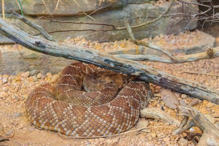 Photo for Red diamond rattlesnake (Crotalus ruber). Venomous pit viper species from America - Royalty Free Image