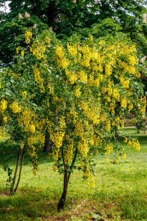 Photo for Blooming yellow acacia tree (Caragana arborescens) - Royalty Free Image
