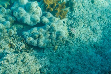 Téléchargez les photos : Bouffée masquée (Arothron diadematus) sur le récif corallien dans la mer Rouge, péninsule du Sinaï en Egypte - en image libre de droit