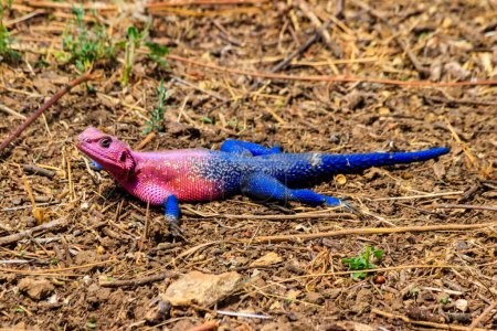 Photo for Male mwanza flat-headed rock agama (Agama mwanzae) or the Spider-Man agama on ground in Serengeti  National Park, Tanzania - Royalty Free Image