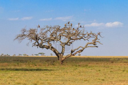 Photo for Tree with perched hooded vulture (Necrosyrtes monachus) in Serengeti national park in Tanzania, Africa - Royalty Free Image