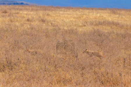 Téléchargez les photos : Deux chacals marchant dans la savane sèche dans le parc national du cratère Ngorongoro, Tanzanie - en image libre de droit