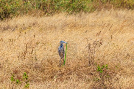 Téléchargez les photos : Héron à tête noire (Ardea melanocephala) mangeant du mamba vert de l'Est (Dendroaspis angusticeps) serpent dans l'herbe sèche dans le parc national du cratère Ngorongoro, Tanzanie - en image libre de droit