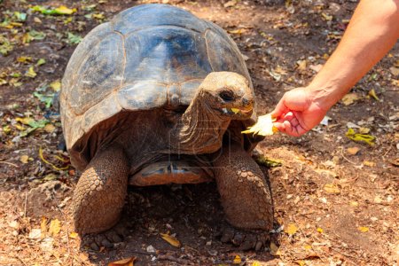 Photo for Person hand feeding aldabra giant tortoise on Prison island, Zanzibar in Tanzania - Royalty Free Image