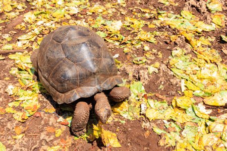 Photo for Aldabra giant tortoise on Prison island, Zanzibar in Tanzania - Royalty Free Image