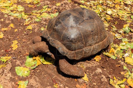 Photo for Aldabra giant tortoise on Prison island, Zanzibar in Tanzania - Royalty Free Image