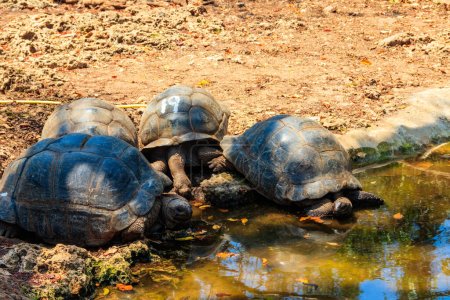Photo for Aldabra giant tortoises on Prison island, Zanzibar in Tanzania - Royalty Free Image