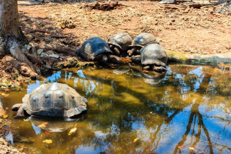 Photo for Aldabra giant tortoises on Prison island, Zanzibar in Tanzania - Royalty Free Image