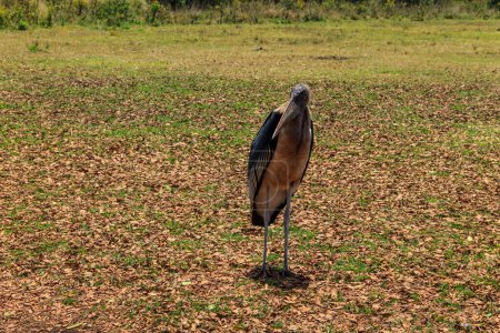 Photo for Marabou stork (Leptoptilos crumenifer) walking on a lawn - Royalty Free Image