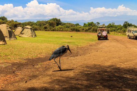 Photo for Marabou stork (Leptoptilos crumenifer) walking in a camp site in Tanzania - Royalty Free Image