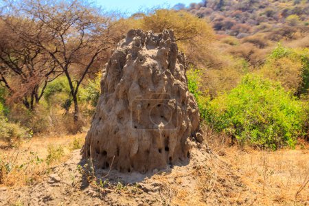 Photo for Termite mound in Lake Manyara National Park in Tanzania - Royalty Free Image