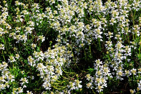 White flowers of wild candytuft (Iberis amara), also called rocket candytuft and bitter candytuft