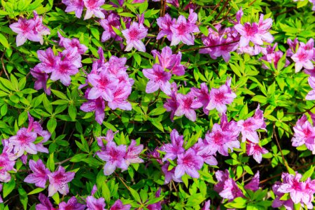 Téléchargez les photos : Belle floraison rhododendron commun ou rhododendron pontique (Rhododendron ponticum) dans le jardin botanique - en image libre de droit