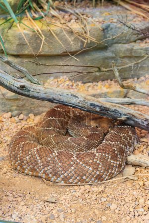 Red diamond rattlesnake (Crotalus ruber). Venomous pit viper species from America