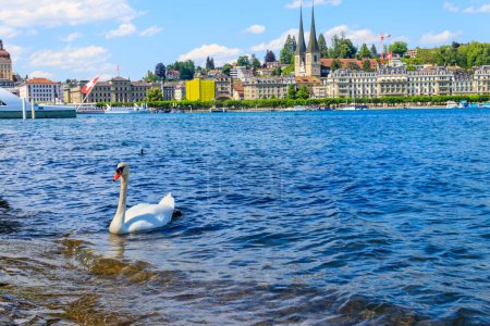 White swan swimming on Lake Lucerne in Lucerne, Switzerland