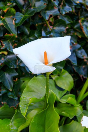 White calla lily (Zantedeschia aethiopica), also known as arum lily in garden