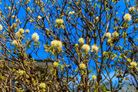 Grande Fothergilla, Grande sorcière-aulne (Fothergilla latifolia) en fleur