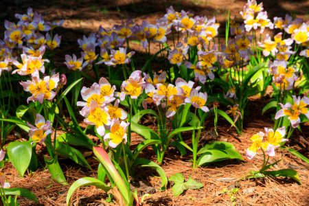 Tulipanes salvajes (Tulipa Bakeri Lilac Wonder) en un jardín
